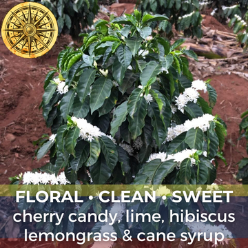 Colombia Finca La Riviera Gesha